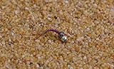 Tungsten Bead Purple Rainbow Warrior Midge Nymph Fly | 12 Flies | Mustad Signature Hooks (Assortment)