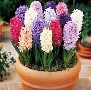 100pcs/ Bag Rare Hyacinthus Orientalis Seeds Mix Grape Hyacinth Bonsai Potted Flower Plant for Home Garden Decor 3