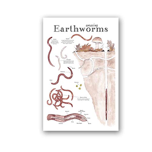 WLKQY Increíble lombrices de tierra impresión de arte naturaleza educación cartel gráfico ciencia pared arte lienzo pintura imagen laboratorio oficina decoración-50x70 cm sin marco