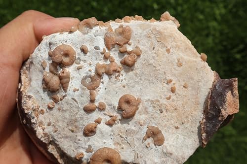 Image of Douvilleiceras & Gastropods Plate Cretaceous Fossils Fossils from Morocco Fossil Rock Ammonites Fossil A202