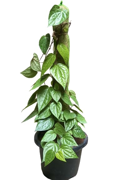 GREEN MAGICIAN MONEY PLANTE Money Plant goldan money plant & paan 2 plant with 2 pot (B0D9NYC494) Amazon Price History, Amazon Price Tracker