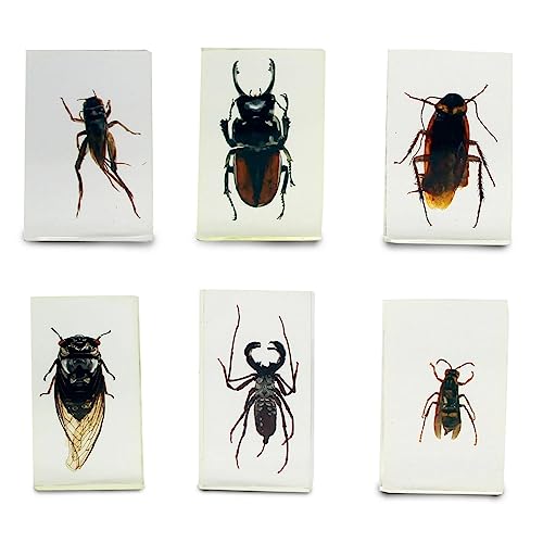 Image of Geoworld Nature Collection Insects in Resin: 12 Insects - Wasps, Spiders, Beetles and More - STEM Education or Collection Set