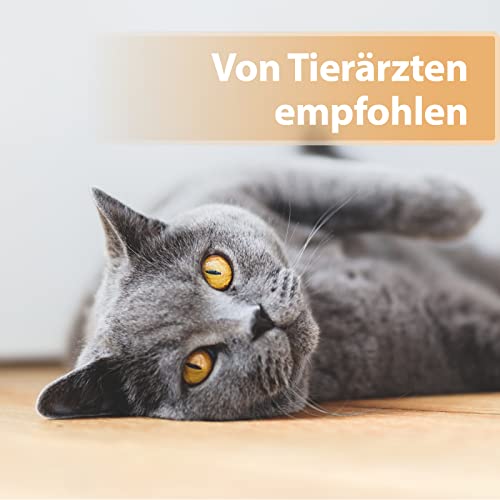 Felisept Wundgel für Katzen 20ml - Wundsalbe für Katzen zur Reinigung und Pflege von Wundbereichen - Wundpflege Katze - Wundschutz Katze für bessere Regeneration