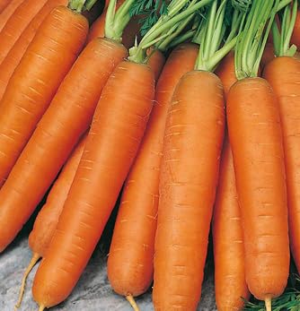Carrot Early Nantes Bulk Wholesale Vegetable Seeds Carrots (1Kg)