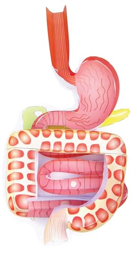 NewPath Digestive System 3-D Paper Model Making Kit - Individual Student Edition (24-7771) image 5