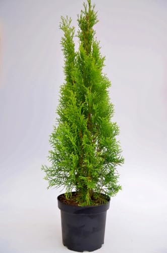 Smaragd Lebensbaum Thuja occidentalis Smaragd 125-150 cm hoch im 11 Liter Pflanzcontainer