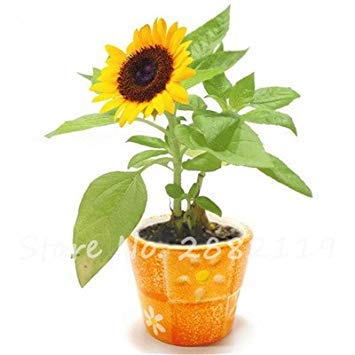 50 Pz Dwarf i semi di Girasole, Bonsai nani Semi di Girasole Mini Indoor & Outdoor, Balcone Mini pianta Così Belle e Rare 5