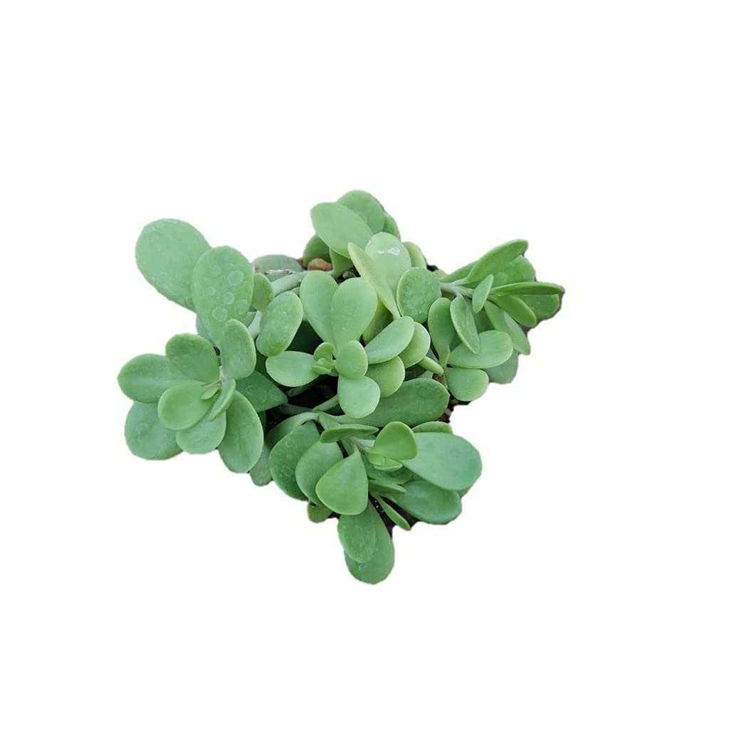 OhhSome Succulent Plant Kleinia Petraea, Trailing Jade Shrub, Good Indoor (Healthy Live Plant) (B09K4J7S2Q) Amazon Price History, Amazon Price Tracker