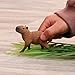 Schleich Capybara 14934