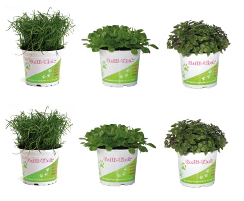Futterpflanzen Set für Reptilien & Schildkröten 6er Mix mit Golliwoog Ackersalat Plantolli Frische Futterpflanzen für Echsen Landschildkröten Natürliches Terrarienfutter