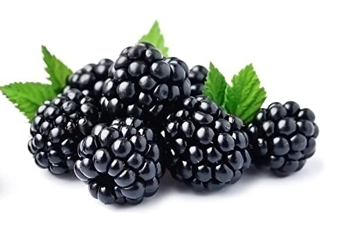 BlackBerry Plants, 'Oregon Thornless', 1 x Full Plant in a 3 Litre Pot, Blackberries, Garden Ready and Ready to Plant, Premium Quality Fruit