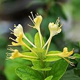La flor de madreselva se puede convertir en té de hierbas para el mantenimiento de la salud.