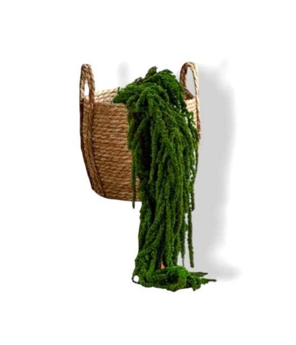 Générique Plante Stabilisée en Pot Amarante – Décoration Naturelle sans Entretien – Végétaux Stabilisés Durables – Plante d’Intérieur sans...