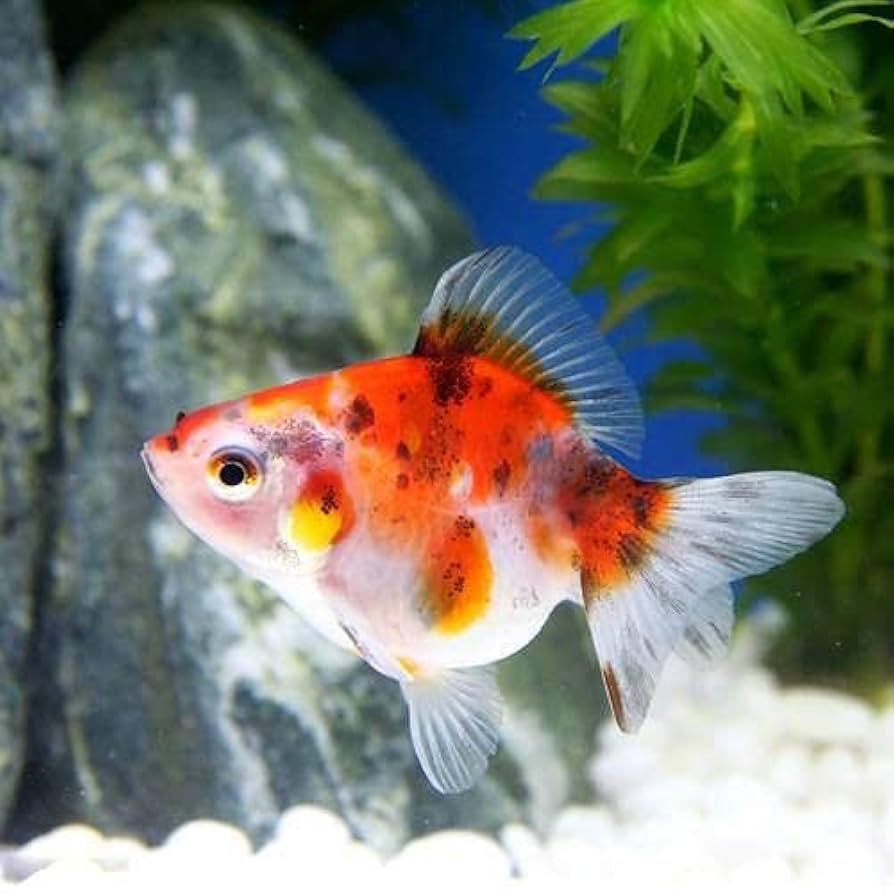 Amazon | （金魚）キャリコ琉金 ショートテール（中国産）（1匹