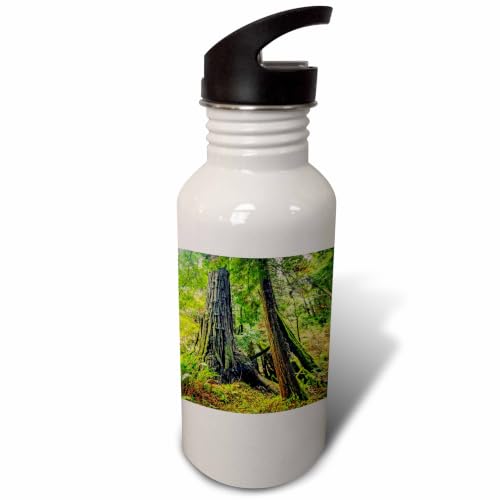 3dRose Tree trunks at Muir Woods-Sports Water Bottle, 21oz , Multicolored