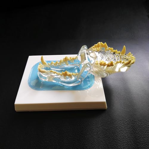 Dent canine de chien pour éducation de la physiologie et démonstration vétérinaire précise - 2