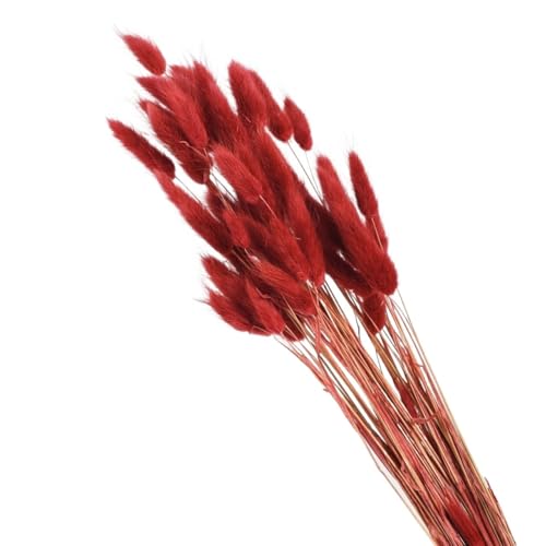 Pampas Grass Large 80pcs Real Bunny Tails Dried Flowers