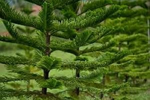 Monkey Puzzle Tree Grows in Containers | Araucaria araucana