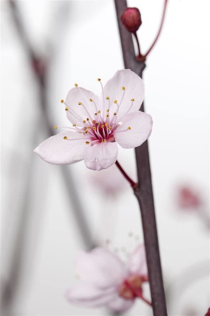 Blutpflaume Prunus cerasifera Nigra 100-125 cm Solitär winterhart