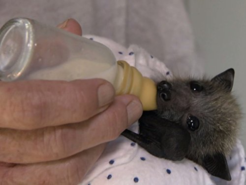 Nature's Miracle Orphans: Wild Lessons