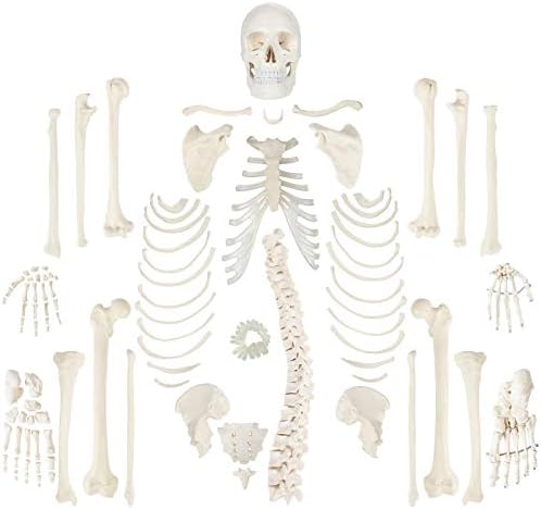 Axis Scientific Life-Size Disarticulated Human Skeleton Model, 3 Part Human Skull, Articulated Bones, Hand and Foot, with Full-Color Detailed Product Manual