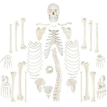 Axis Scientific Life-Size Disarticulated Human Skeleton Model, 3 Part Human Skull, Articulated Bones, Hand and Foot, with Full-Color Detailed Product Manual