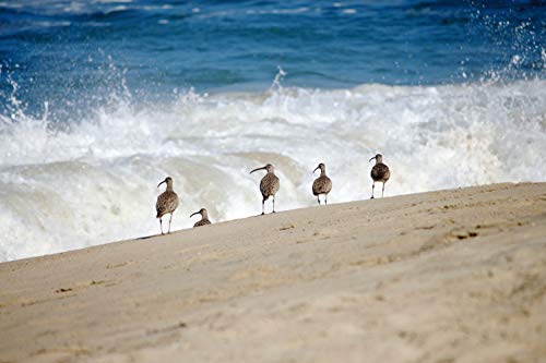 Pacific Ocean Birds on Sandy Beach Photographic Print Unframed Crashing Waves Photo Blue White Beige Coastal Home Decor