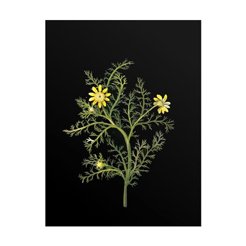Impression d'art Giclée Anthemis Valentina pour remplacer vos murs vides