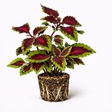 PLANT NOOK Coleus ‘Carnival’ Live Plant Starter Plug 2-Pack | Hot Pink Ruffled Leaves with Deep Maroon Edges | Sun to Shade Foliage Plant | Great for Containers
