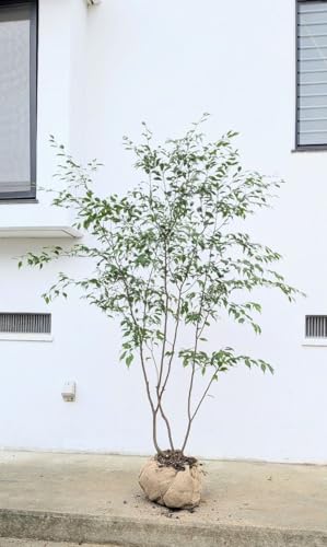 ハイノキ」の人気商品一覧 | 安い商品を通販サイトから探す - 価格.com