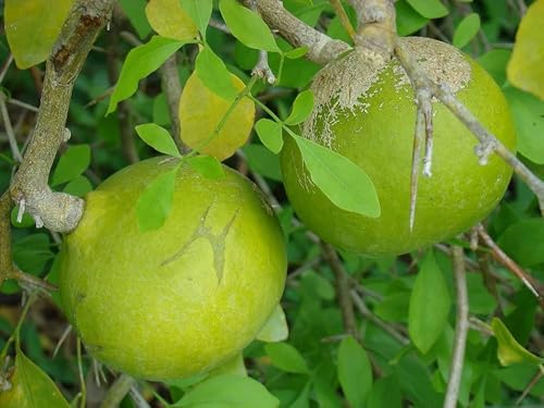 Image of Gutikolom Bael Plant | Bel Patra Live Fruit Plant | Healthy Plant for Home Garden, Terrace & Outdoor Gardening | Pack of 1