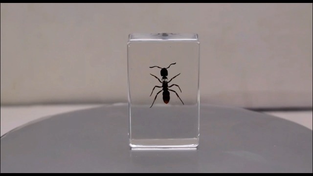 44mm Real Tropical Giant Ant in Crystal Clear Lucite Resin