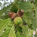 Ideale per la piantumazione di massa, la piantumazione di bordi, la piantumazione di fondamenta o il giardinaggio in contenitori di grandi dimensioni.