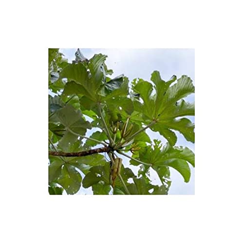 Stk - 10x Cecropia polystachya Weier Ameisenbaum Garten Pflanzen - Samen  ID1178 - Seeds & Plants Shop by Ipsa : Amazon.de: Garten