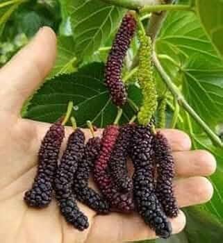 Dwarf Mulberry Plant - Fast Growing, High-Yielding Fruit Tree, Ideal for Indoor/Outdoor Gardens - Morus Nigra - Easy to Grow, Low Maintenance, Perfect for Home Orchards"