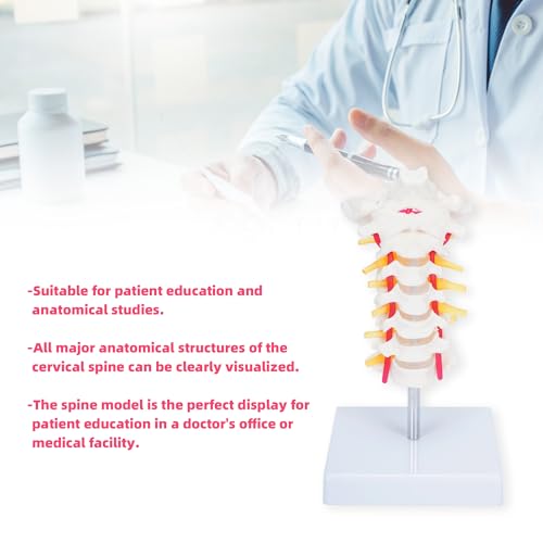 Image of Cervical Vertebra Arteria Spine Spinal Nerves Anatomical Model | Cervical Spine Model with Cervical Vertebrae,Cervical Nerves, Vertebral Arteries, Occipital Plate,Life Size Human