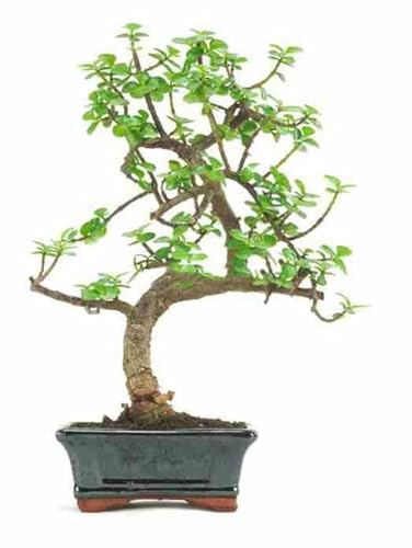 Bonsái Portulacaria o Árbol de la Abundancia Planta de Interior y Exterior Perfecta para la Iniciación en la Jardineria