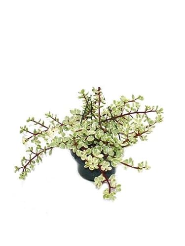 Portulacaria Variegata Planta Natural de Fácil cuidado Que No Requiere de Riego Abundante