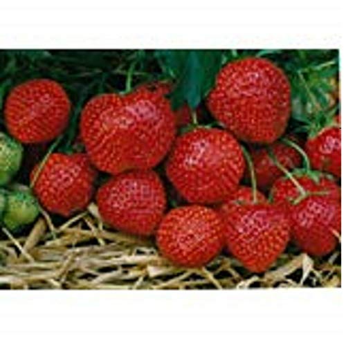 5 : STRAWBERRY PLANTS CAMBRIDGE FAVOURITE BARE ROOTED TOP GRADE