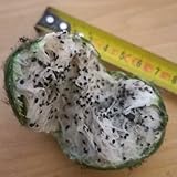 Semillas de San Pedro cactus thocereus pachanoi 5 semillas: solo semillas