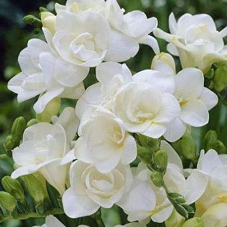Floriculture Greens Flower Bulbs IMP. Freesia White Aromatic Flower Bulbs Pack Of (4)