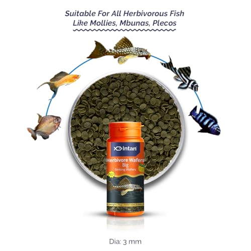 Image of Intan Herbivore Wafers (Big 3.0mm Sinking) | 70gm - Highly Nutritious Ornamental Fish Food for Herbivorous Fish - Mollies, Mbunas & Plecos | Growel Feeds