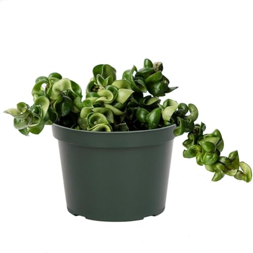 American Plant Exchange Hoya Compacta Hindu Rope 6-Inch Pot Live Flowering Wax Plant Exotic Indoor Houseplant