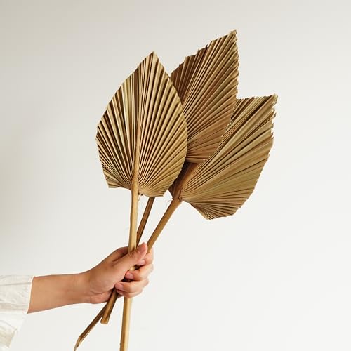 5 piezas Palmas Secas Orgánicas para Decoración Boho miniatura 2