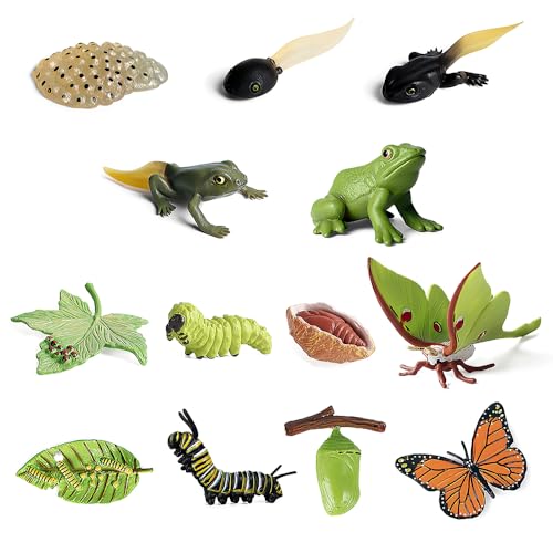 Fiotha Jouet du Cycle de Vie des Insectes, Lot de 13 Jouets Insectes Cycle de Vie du Papillon, Grenouille, Papillon Lune, Insectes en Plastique, Cycle de...