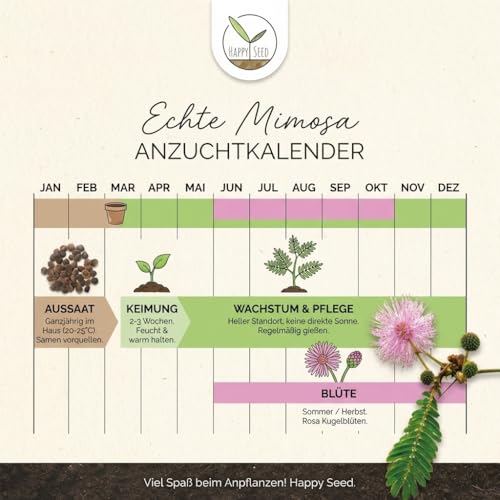 Echte Mimose Samen (Mimosa Pudica) mit hoher Keimrate - Pflanzen Samen für vielblütige & bewegungsfrohe Mimosen