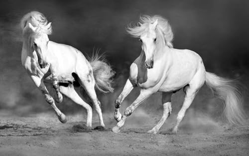 Hexoa Tableau Cheval camarguais Noir et Blanc, 80x50cm - Made in France - 80x50