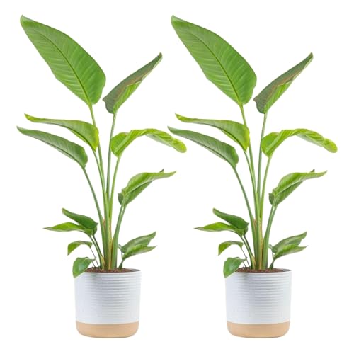 Costa Farms White Bird of Paradise Plant (2-Pack), Live Indoor Plants Houseplants in Indoors Planter Pots, Soil, Housewarming Gift, Living Room, Office, and Home Decor, 3-4 Feet Tall