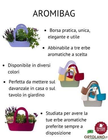 Pianta Di Rabarbaro Rosso In Vaso - Diametro 14 Cm, Pronto Per Trapianto - Foto 9