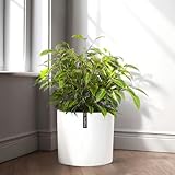 Fox&Fern - Macetero (tamaño M, Color Blanco